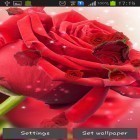 Кроме живых обоев на Андроид Analog clock 3D, скачайте бесплатный apk заставки Red rose.
