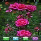 Кроме живых обоев на Андроид My date HD, скачайте бесплатный apk заставки Roses: Paradise garden.