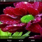 Кроме живых обоев на Андроид Jelly, скачайте бесплатный apk заставки Shiny flowers.