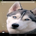Кроме живых обоев на Андроид Screen speaker, скачайте бесплатный apk заставки Siberian husky.