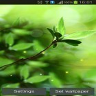 Кроме живых обоев на Андроид Zen, скачайте бесплатный apk заставки Spring buds.