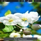 Кроме живых обоев на Андроид Amazing Forest, скачайте бесплатный apk заставки Spring is coming.