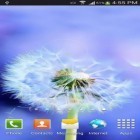 Кроме живых обоев на Андроид Twilight mirror, скачайте бесплатный apk заставки Sun and dandelion.
