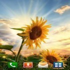Кроме живых обоев на Андроид Spring flowers: Rain, скачайте бесплатный apk заставки Sunflower sunset.