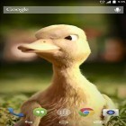 Кроме живых обоев на Андроид Flower 360 3D, скачайте бесплатный apk заставки Talking duck.