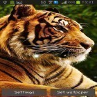 Кроме живых обоев на Андроид Maple leaf by live wallpaper HongKong, скачайте бесплатный apk заставки Tigers.