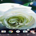 Кроме живых обоев на Андроид Analog clock 3D, скачайте бесплатный apk заставки White rose.