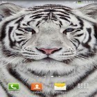 Кроме живых обоев на Андроид Raindrops, скачайте бесплатный apk заставки White tiger.
