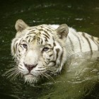 Кроме живых обоев на Андроид Dragon, скачайте бесплатный apk заставки White tiger: Water touch.