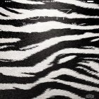 Кроме живых обоев на Андроид Spring rain by Locos apps, скачайте бесплатный apk заставки Zebra.